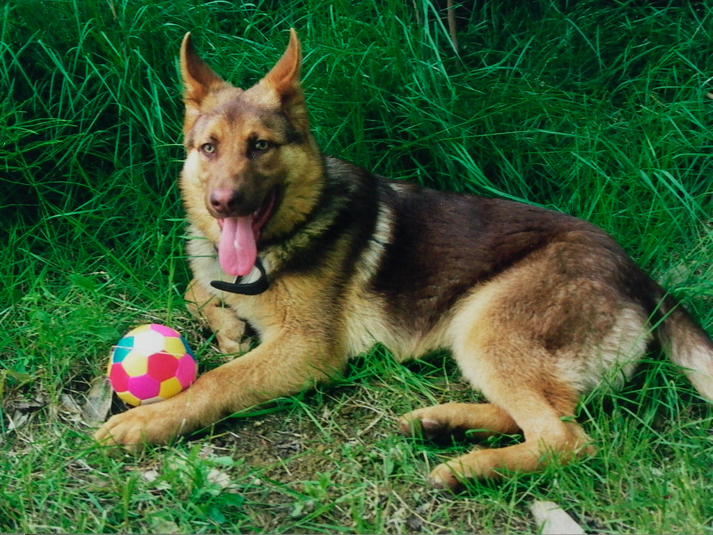 Alvenh's German Shepherd Dog